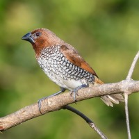 Scaly-breasted Munia